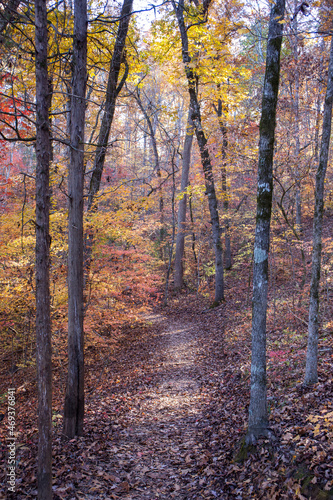 Hiking Trail in Autumn with Colorful Leaves