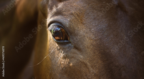 Horse detail. Head, beautiful eye . Nature tranquil calm, no stress © Ella