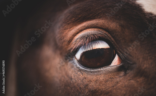 Horse detail. Head, beautiful eye . Nature tranquil calm, no stress © Ella
