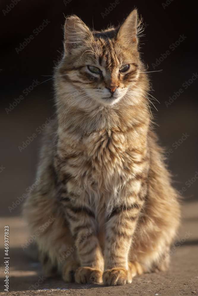 Brown and gray tabby cat. Cats in the port of Essaouira in Morocco.