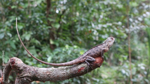 A camouflage oriental garden lizard turns its head with a biting mosquito on top of head © Pics Man24