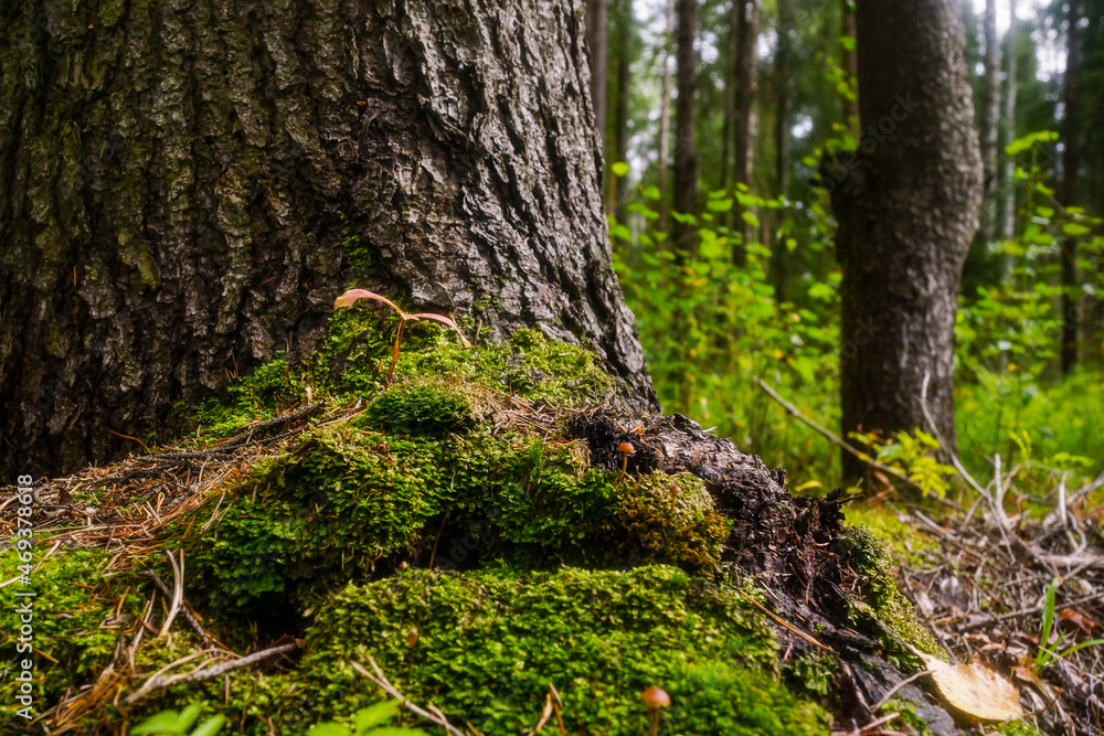 The trunk of a tree is covered with moss. The trunk of a tree is covered with moss.