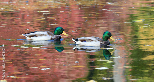 wild ducks on lake