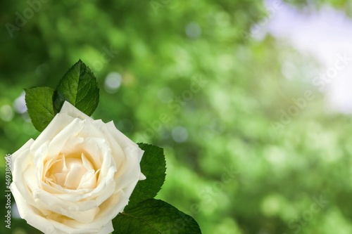 White fresh big rose on nature background