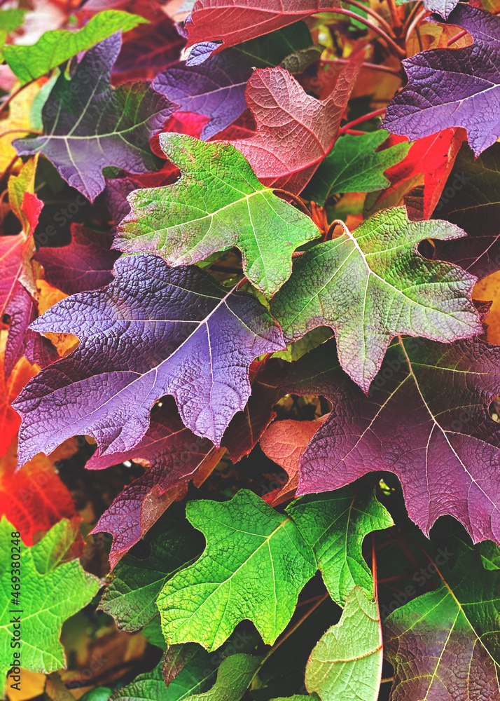 Fototapeta premium Colorful maple leaves background