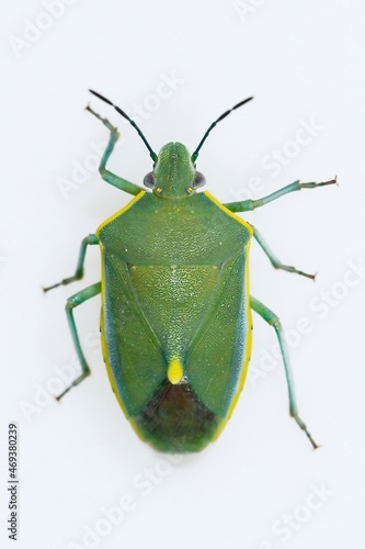 Nezara viridula is a Hemiptera, of the Pentatomidae family. Macro photography. photo