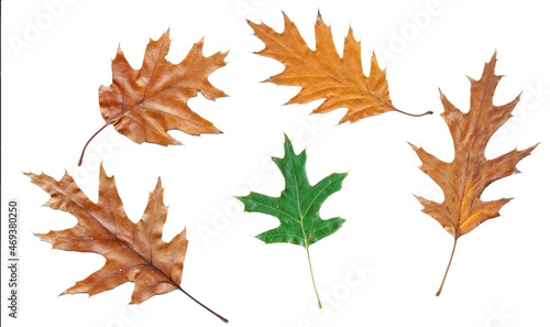 autumn oak leaves on white background scanned