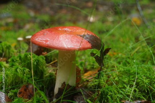 Russula, in the autumn forest.