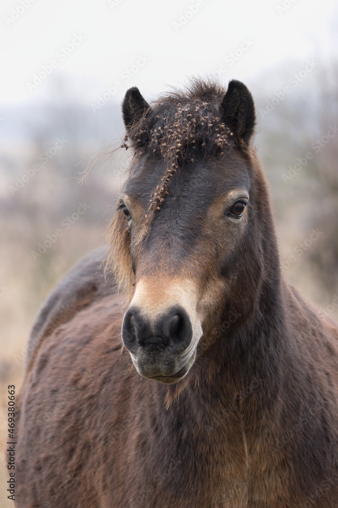 Fototapeta premium portrait of a horse