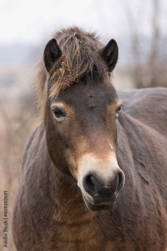 portrait of a horse portrait of a horse