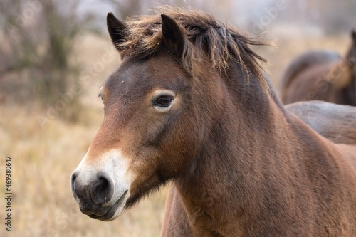 portrait of a horse