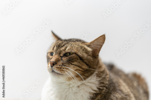 Portrait of a tabby common domestic cat isolated on white background