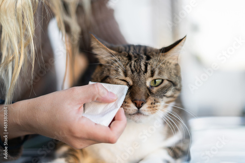 Veterinarian cleaning cat eyes.Pet health care and veterinarian concept