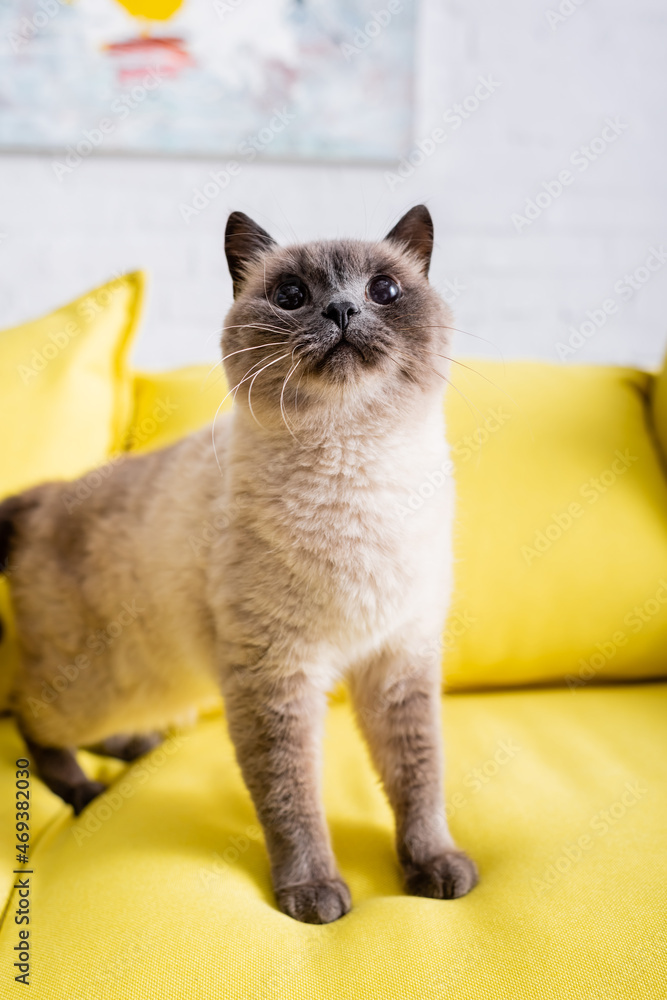 close up view of furry cat on yellow couch on blurred background
