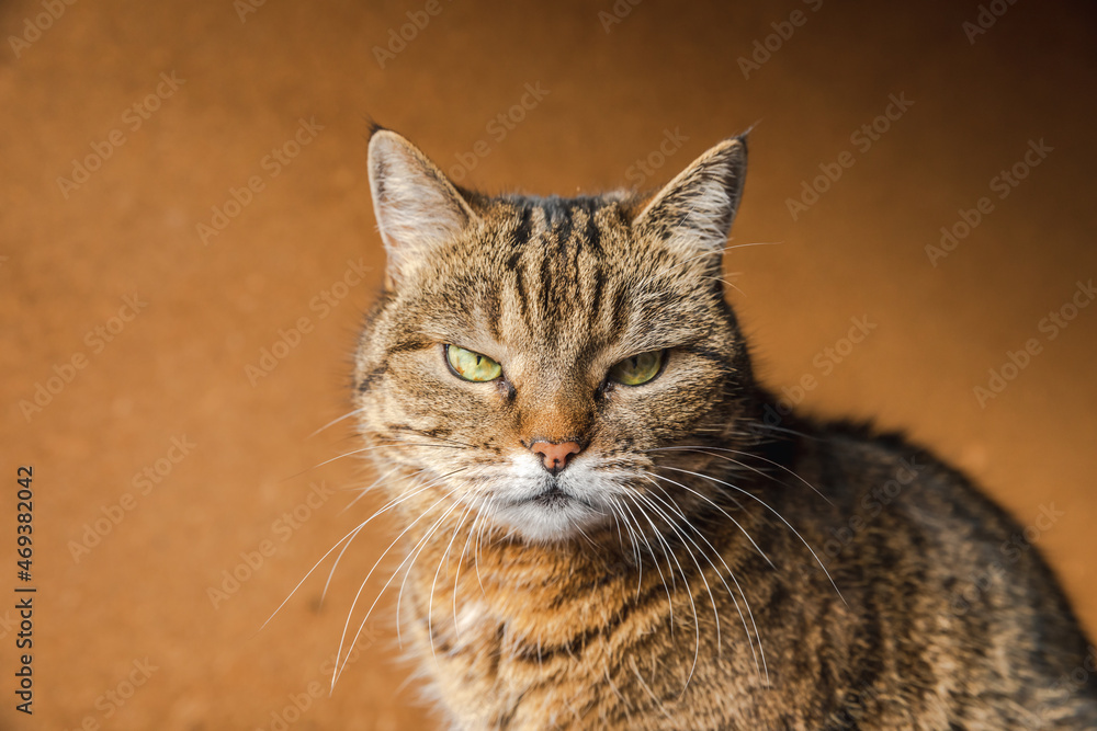 Funny portrait arrogant short-haired domestic tabby cat posing on dark brown background. Little kitten playing resting at home indoor. Pet care and animal life concept