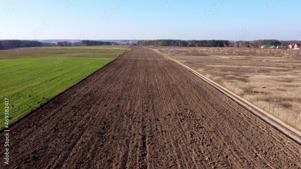 Rapid flight of the drone through a huge flock of black crows, over an autumn field near the forest. Rapid flight of the drone through a huge flock of black crows, over an autumn field near the forest.