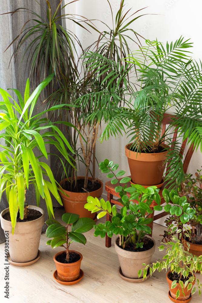 The unity of nature and people, home green plants in brown clay pots in the corner of the room near the window, biophilic design The unity of nature and people, home green plants in brown clay pots in the corner of the room near the window, biophilic design