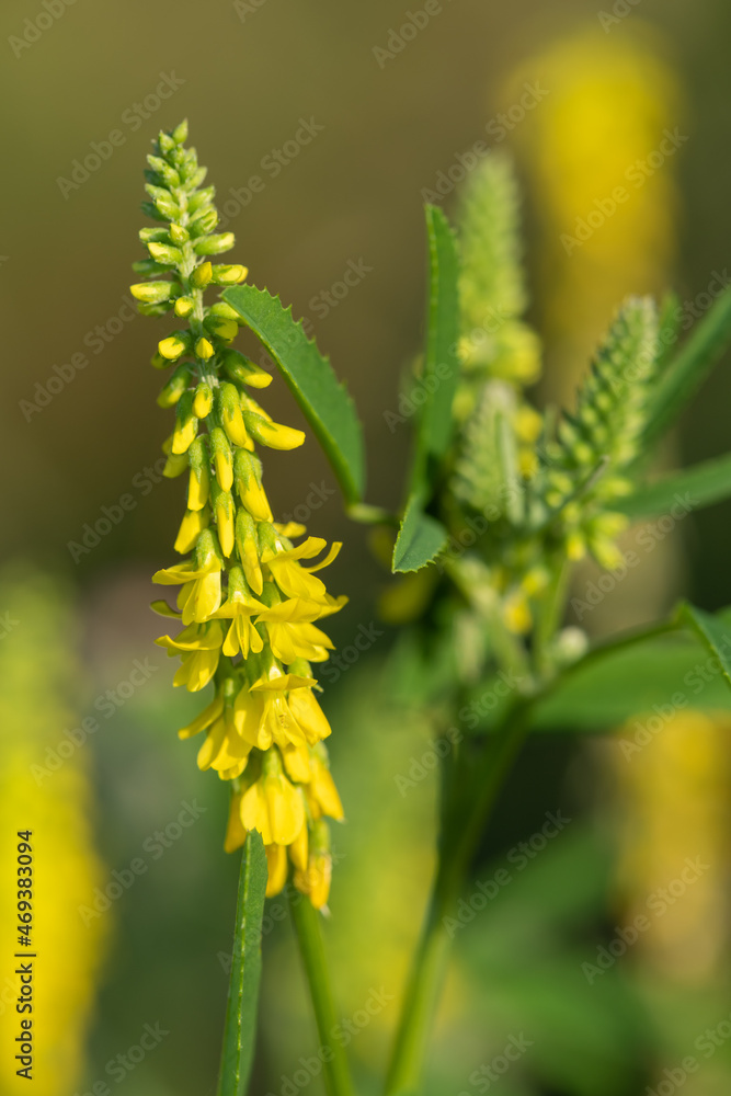 Sweet yellow clover (melilotus officinalis) flowers