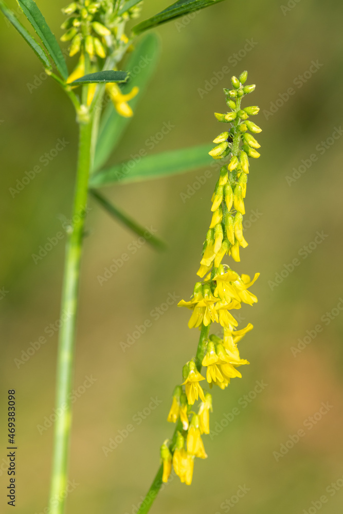 Sweet yellow clover (melilotus officinalis) flowers
