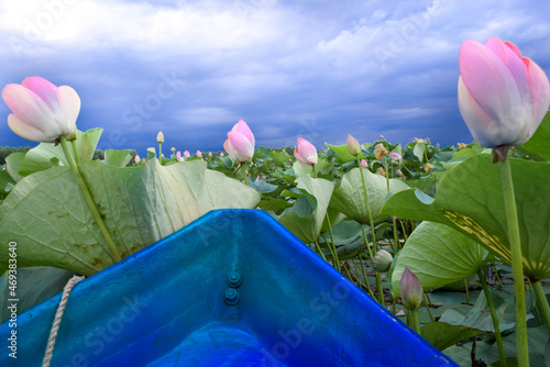 Anzali Lagoon - Caspian lotus (Nelumbo caspicu) and blue boat photo