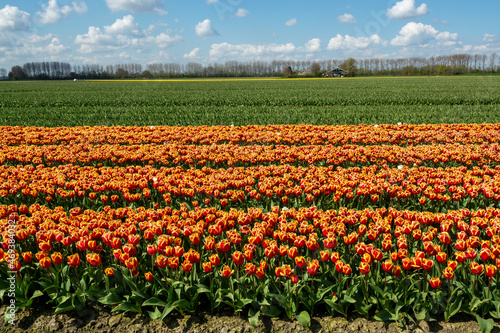 Wallpaper Mural Dutch landscape, colorful tulip flowers fields in blossom in Zeeland province in april Torontodigital.ca