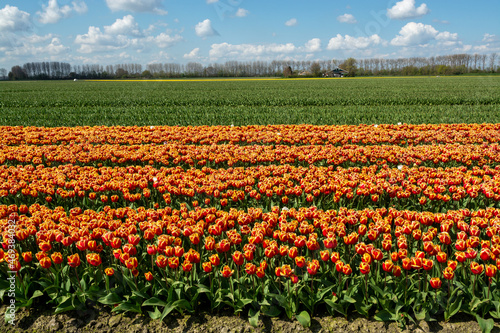 Dutch landscape, colorful tulip flowers fields in blossom in Zeeland province in april © barmalini