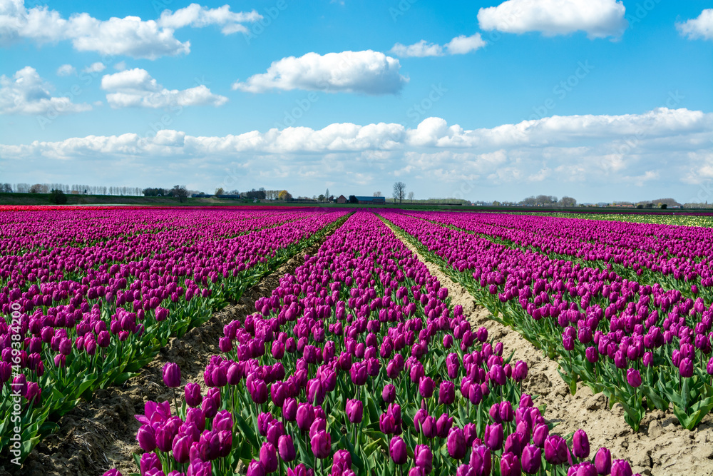 Dutch landscape, colorful tulip flowers fields in blossom in Zeeland province in april