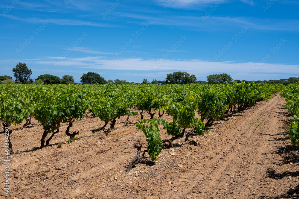 Winemaking in  department Var in  Provence-Alpes-Cote d'Azur region of Southeastern France, vineyards in July with young green grapes near Saint-Tropez, cotes de Provence wine.