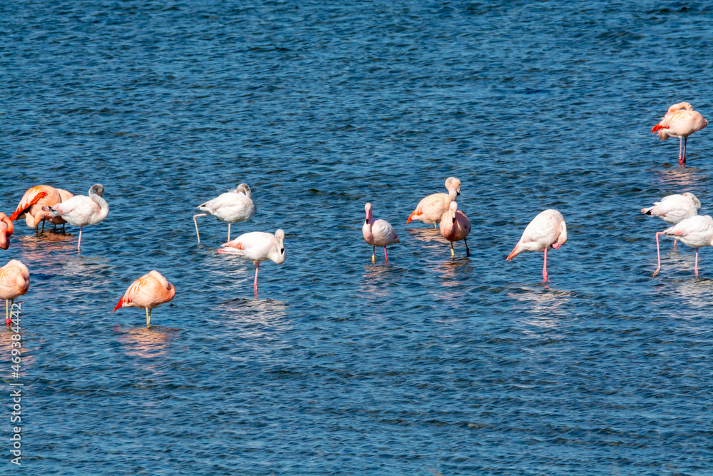 Colony of pink flamingos wintering in Grevelingen salt lake near Battenoord village in Zeeland, Netherlands