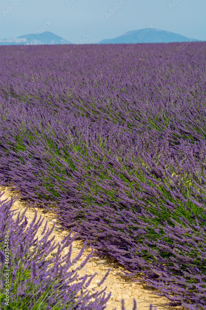 Obraz premium Touristic destination in South of France, colorful lavender and lavandin fields in blossom in July on plateau Valensole, Provence.