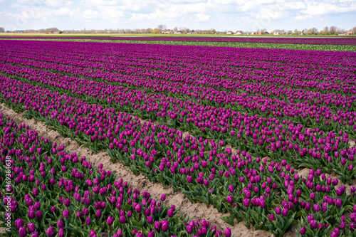 Dutch spring, colorful tulips in blossom on farm fields in april and may near Lisse, North Holland, Netherlands