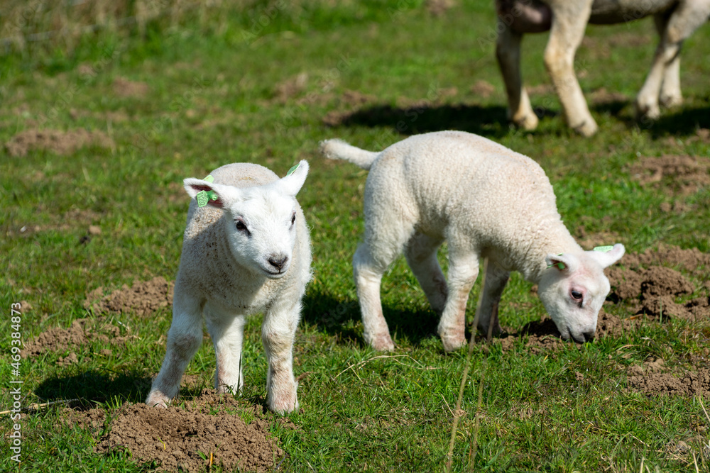 Obraz premium Lambs family with newborn ram graze on the green dams of the North Sea in Zeeland, Netherlands