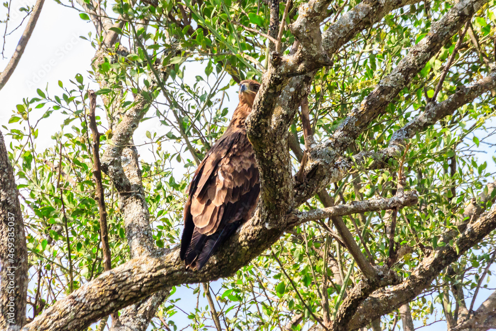Tawny eagle (Aquila rapax) on a tree in Serengeti national park, Tanzania Tawny eagle (Aquila rapax) on a tree in Serengeti national park, Tanzania
