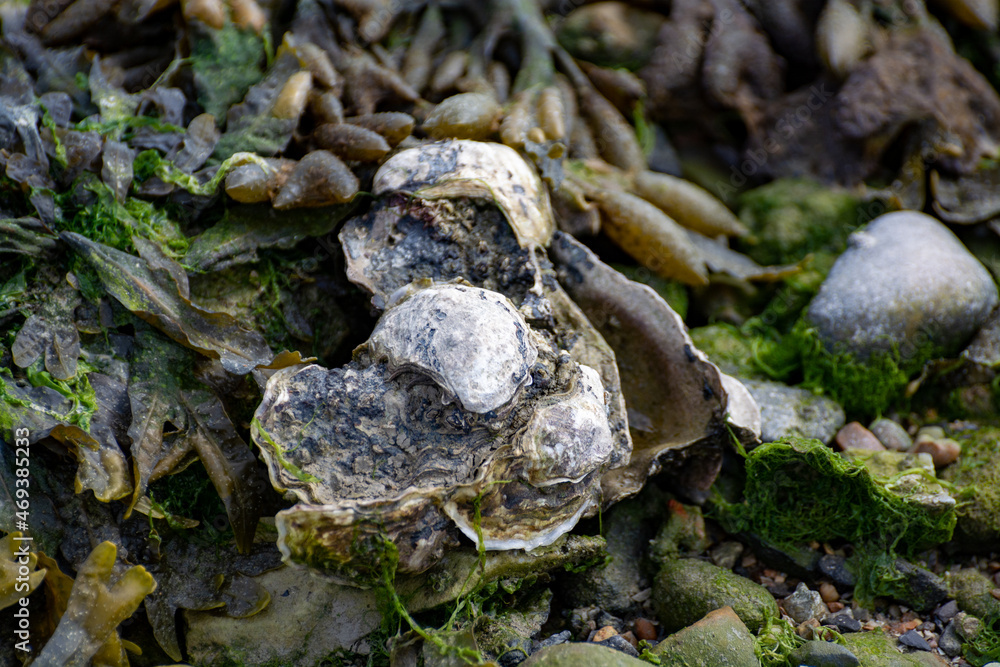 Wild creuse oysters shellfish growing on stones in salted water of Oesterschelde during low tide, Zeeland, Netherlands Wild creuse oysters shellfish growing on stones in salted water of Oesterschelde during low tide, Zeeland, Netherlands