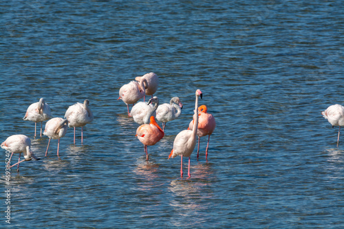 Colony of pink flamingos wintering in Grevelingen salt lake near Battenoord village in Zeeland, Netherlands