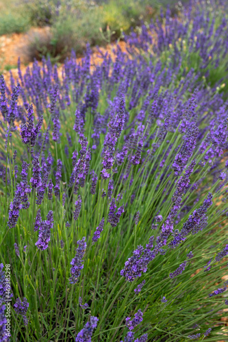 Touristic destination in South of France  colorful lavender and lavandin fields in blossom in July on plateau Valensole  Provence.