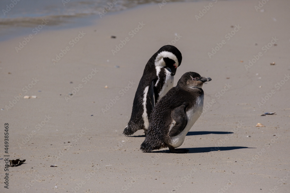 Fototapeta premium Penguins off the coast of Simons Town, South Africa