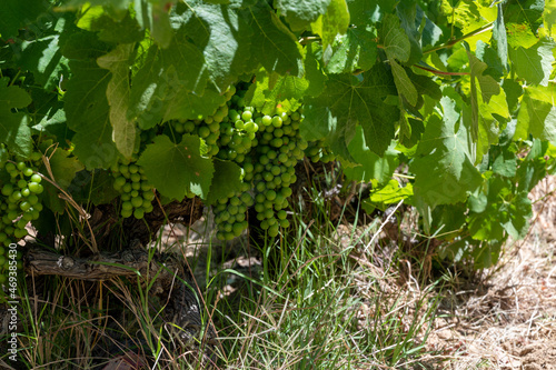 Winemaking in  department Var in  Provence-Alpes-Cote d Azur region of Southeastern France  vineyards in July with young green grapes close up  near Saint-Tropez  cotes de Provence wine.