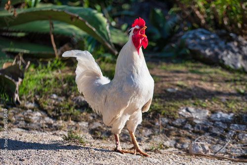 white rooster walking