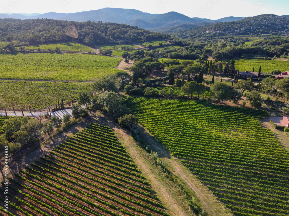 Wine making in  department Var in  Provence-Alpes-Cote d'Azur region of Southeastern France, vineyards in July with young green grapes near Saint-Tropez, cotes de Provence wine, aerial view