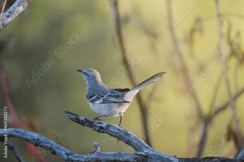 Wild mockingbird on branch in Texas landscape, wildlife in nature with blurred background.