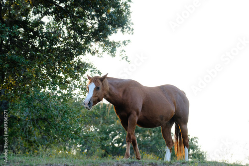 Sorrel blaze face quarter horse mare on ranch with copy space on background.