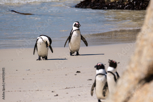 Penguins off the coast of Simons Town  South Africa