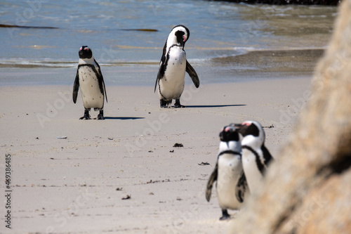 Penguins off the coast of Simons Town, South Africa