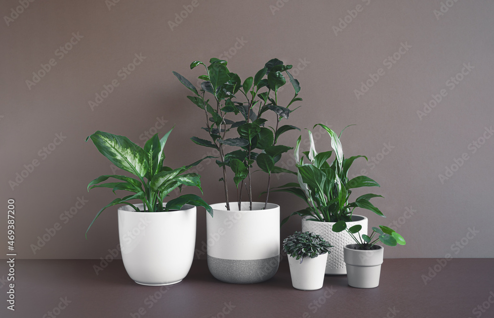 Different young home plants - spathiphyllum, eucalyptus gunnii, callisia, dieffenbachia or dumb cane plant and camellia sinensis in white flower pots, home gardening and connecting with nature concept