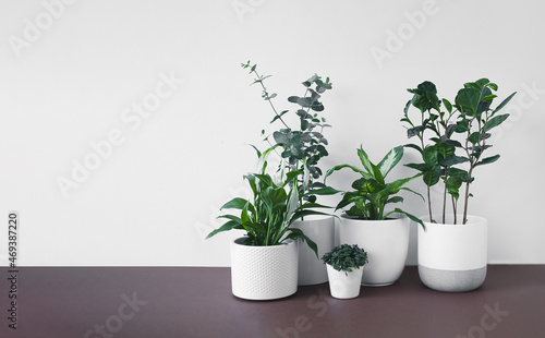 Fototapeta Naklejka Na Ścianę i Meble -  Different young home plants - spathiphyllum, eucalyptus gunnii, callisia, dieffenbachia or dumb cane plant and camellia sinensis in white flower pots, home gardening and connecting with nature concept