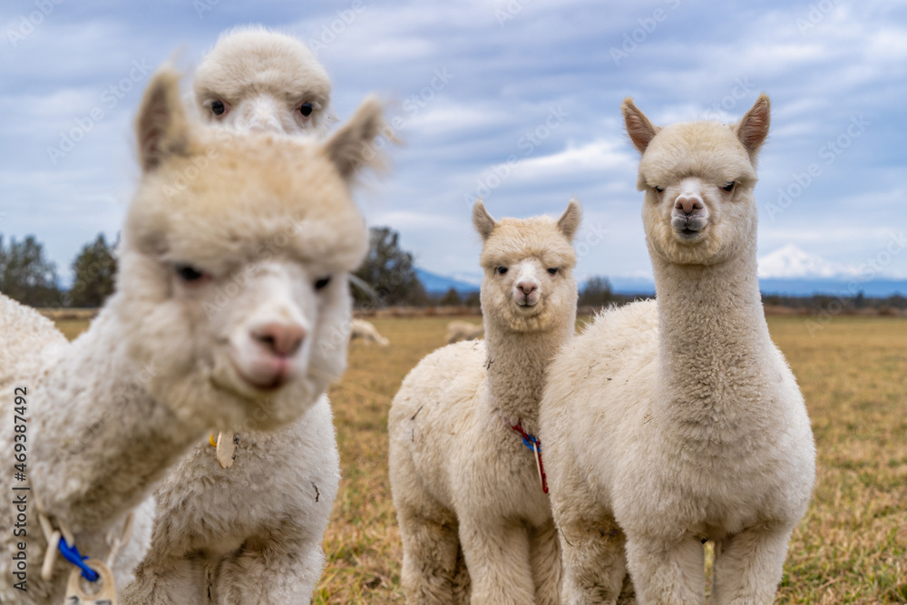 Obraz premium Alpacas in a field on a farm in Oregon