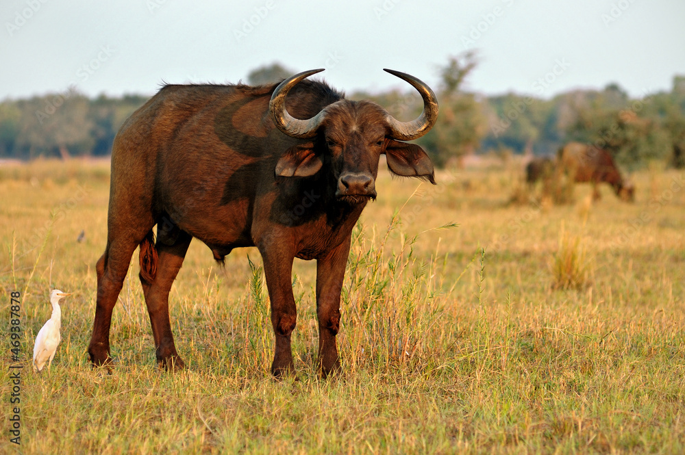 Buffle d’Afrique dans la savane du parc national du Bas-Zambèze, Zambie Buffle d’Afrique dans la savane du parc national du Bas-Zambèze, Zambie
