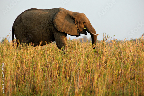   l  phant d   Afrique qui mange dans la savane du parc national du Bas-Zamb  ze  Zambie