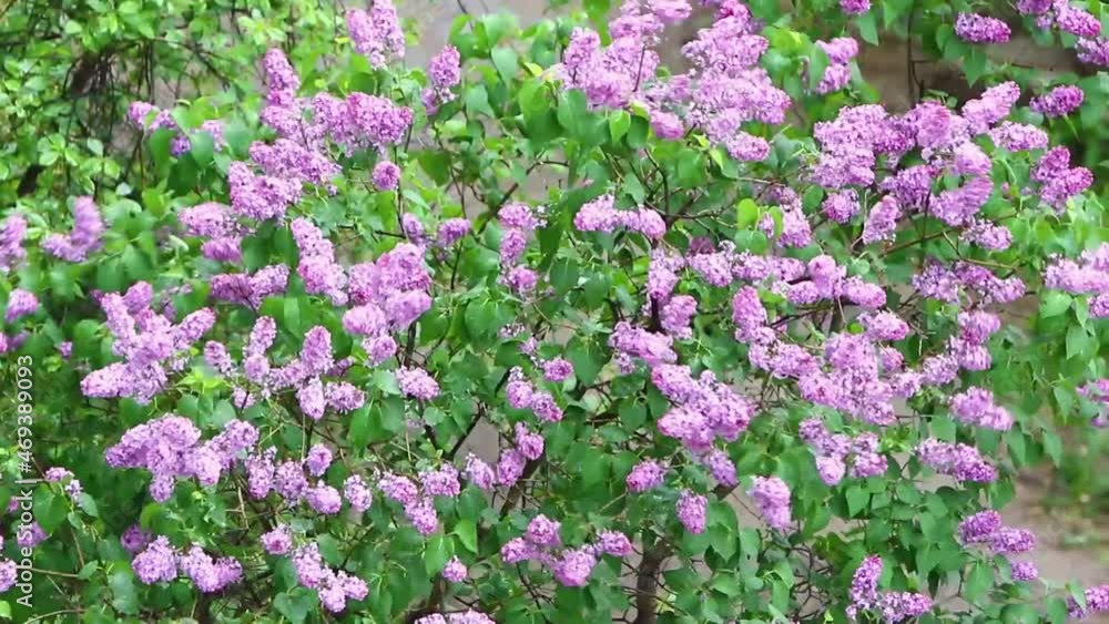 Lilac bush moves in the wind, flowers in spring. Lilac bush moves in the wind, flowers in spring.